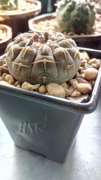 G. stellatum - Gymnocalycium