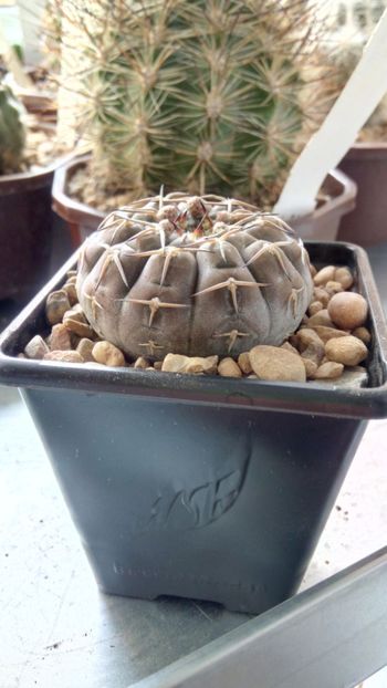 G. stellatum - Gymnocalycium