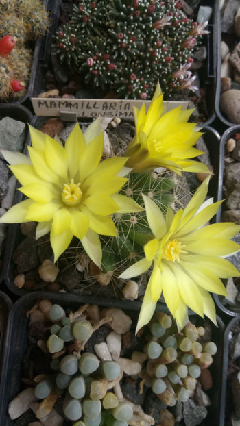 16.05.2020 - Mammillaria longimamma