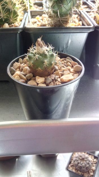 T. hoferi  RS 614 - Turbinicarpus