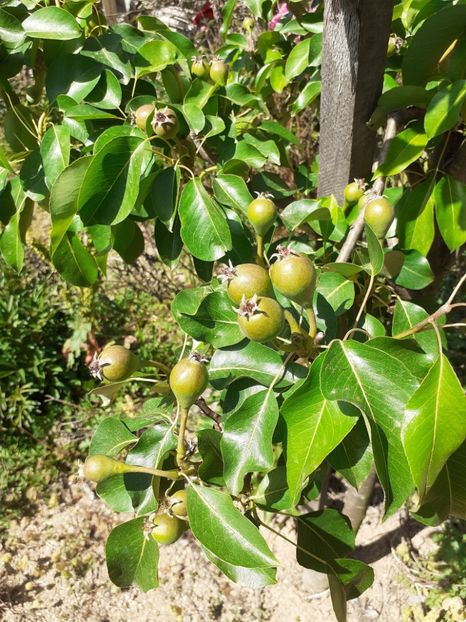  - Pomi de la nea Sorel