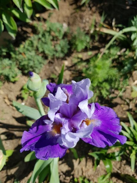  - Flori la baltă 2020