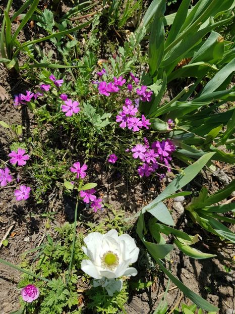  - Flori la baltă 2020