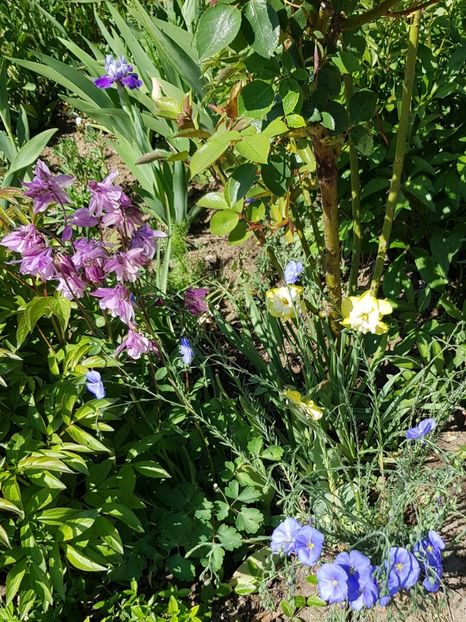  - Flori la baltă 2020