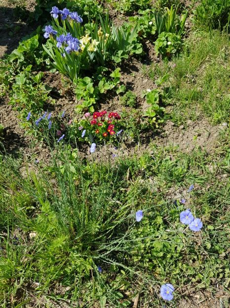  - Flori la baltă 2020