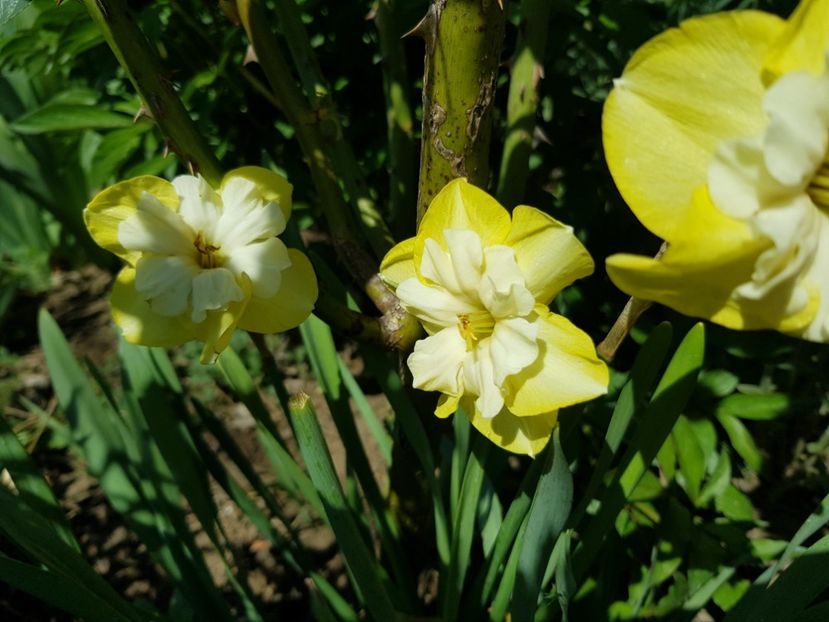  - Flori la baltă 2020