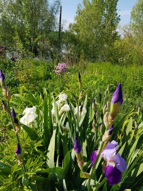  - Flori la baltă 2020