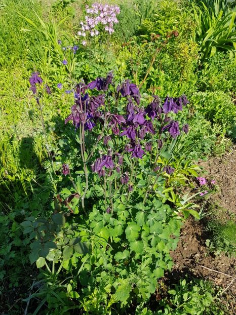  - Flori la baltă 2020