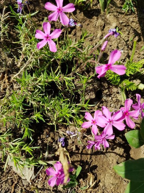  - Flori la baltă 2020