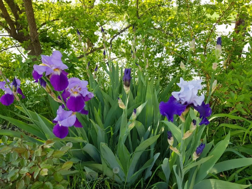  - Flori la baltă 2020