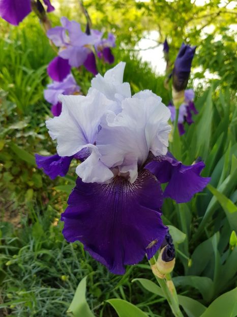  - Flori la baltă 2020