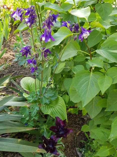  - Flori la baltă 2020