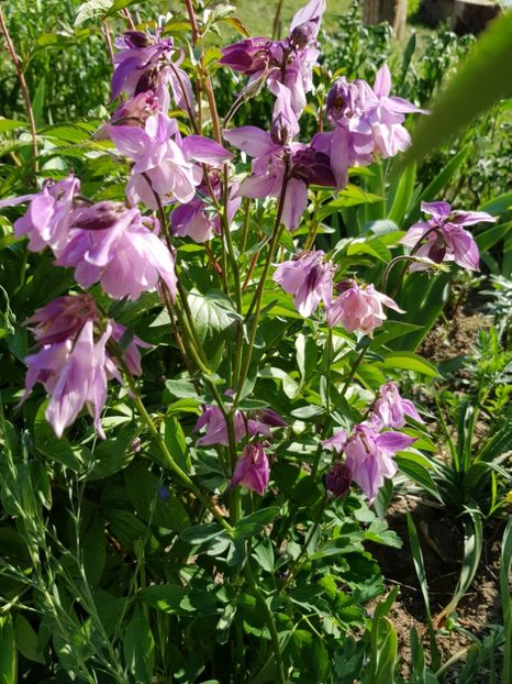  - Flori la baltă 2020