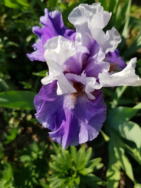  - Flori la baltă 2020