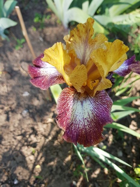  - Flori la baltă 2020