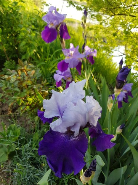  - Flori la baltă 2020