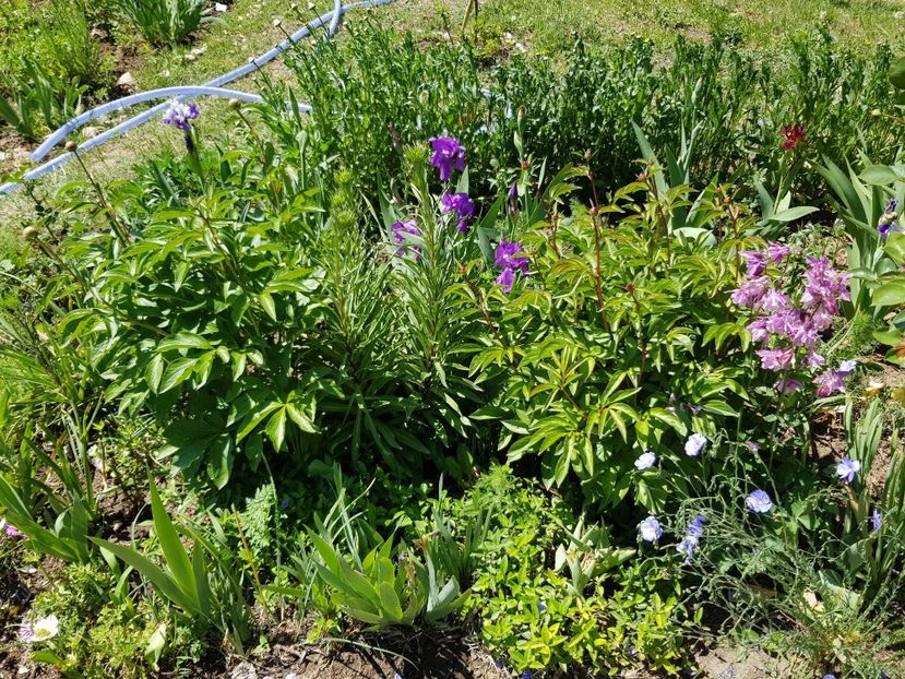  - Flori la baltă 2020