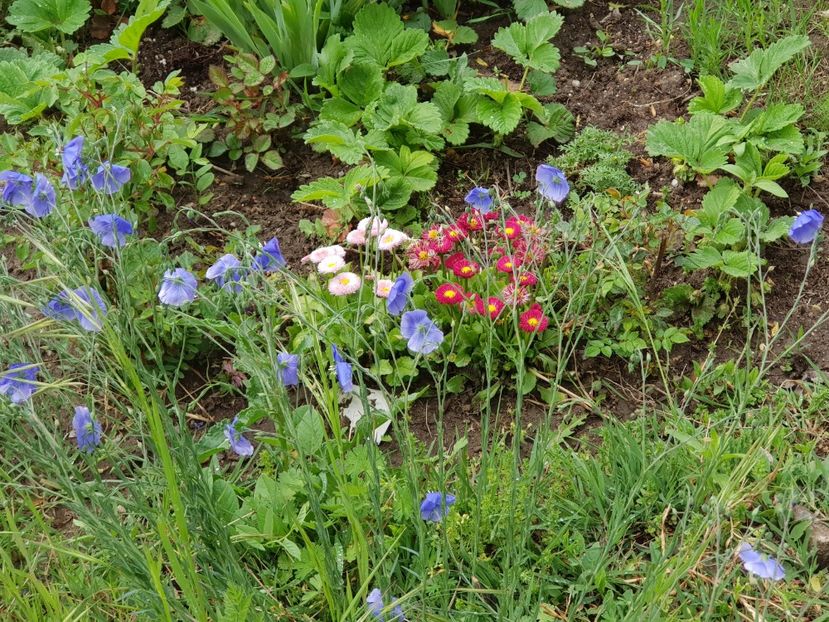  - Flori la baltă 2020