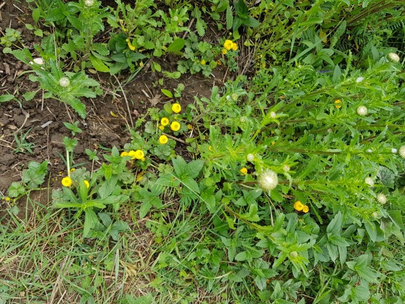  - Flori la baltă 2020