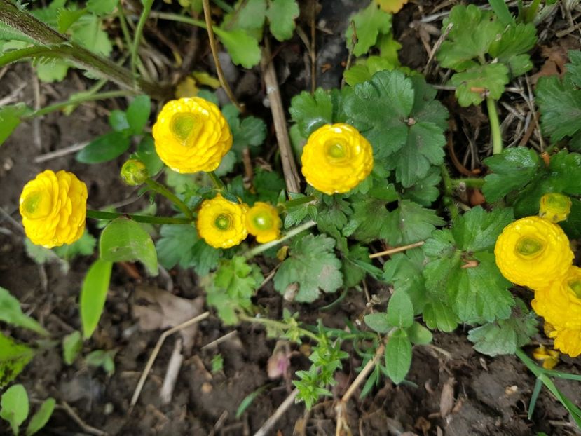  - Flori la baltă 2020