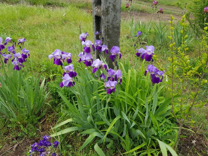  - Flori la baltă 2020