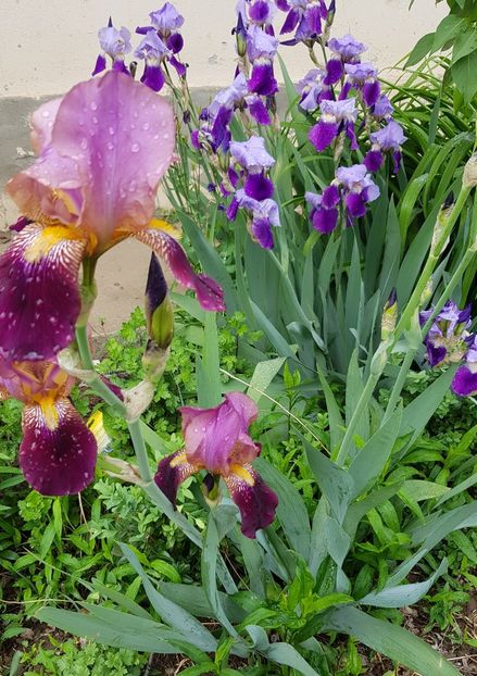  - Flori la baltă 2020