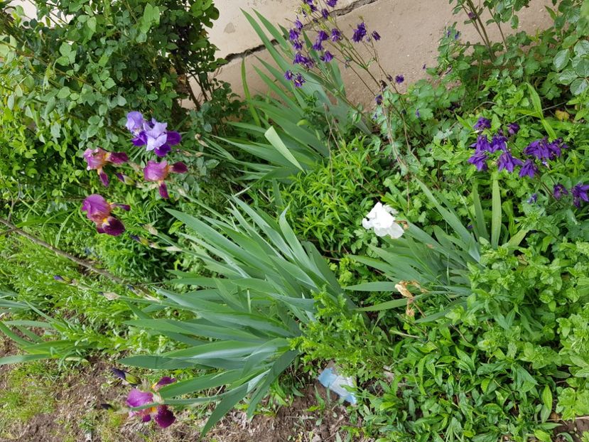  - Flori la baltă 2020