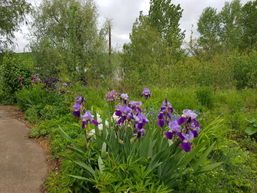  - Flori la baltă 2020