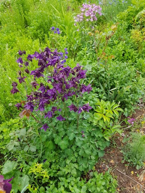  - Flori la baltă 2020