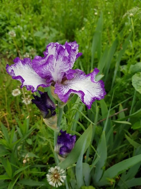  - Flori la baltă 2020