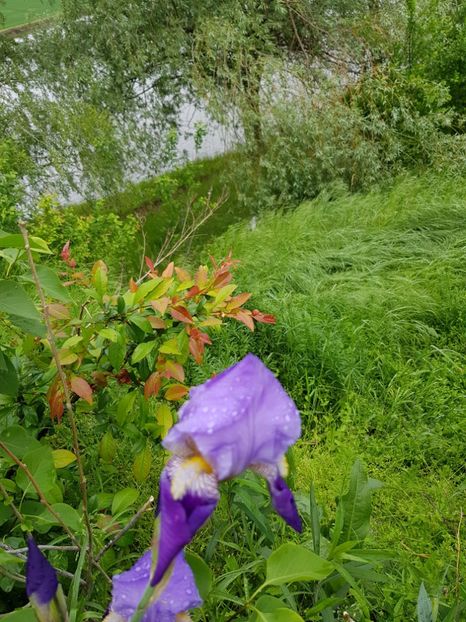  - Flori la baltă 2020