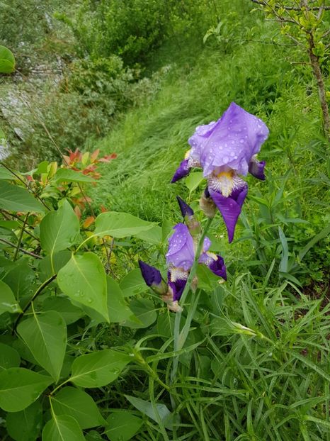  - Flori la baltă 2020