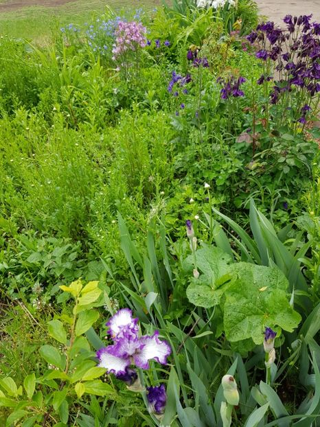  - Flori la baltă 2020