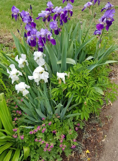  - Flori la baltă 2020