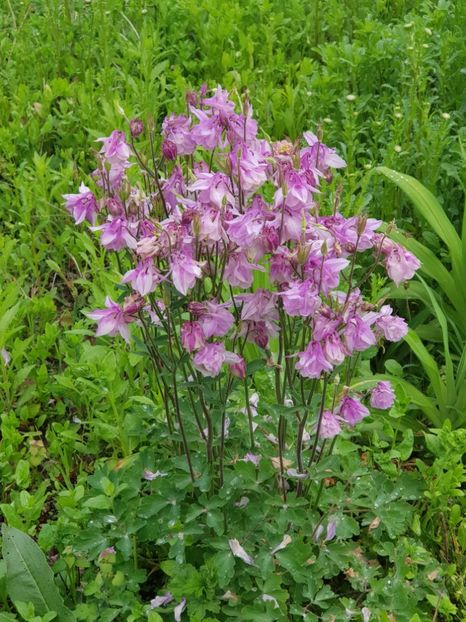  - Flori la baltă 2020