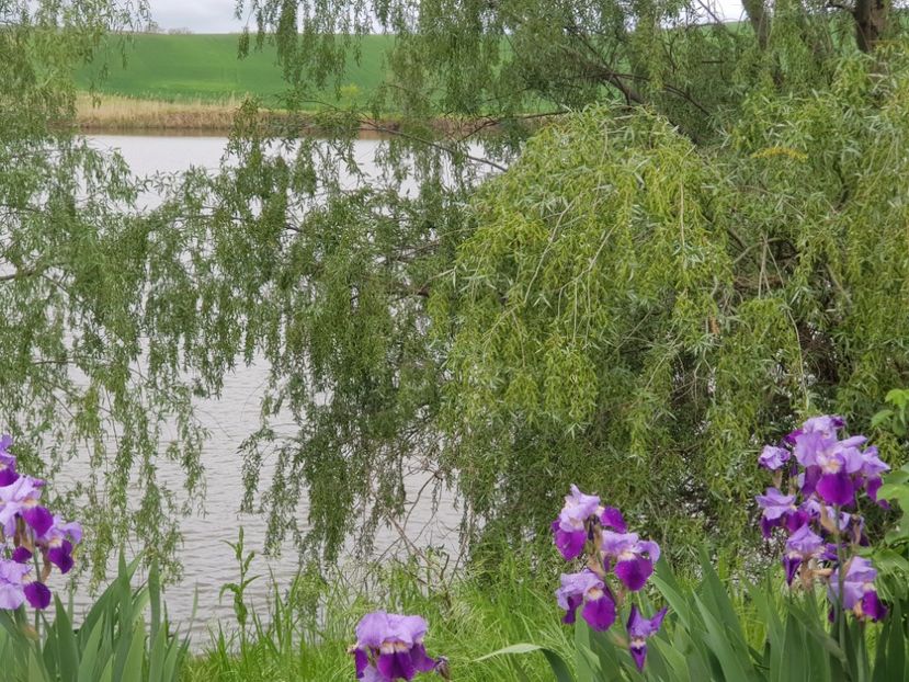  - Flori la baltă 2020