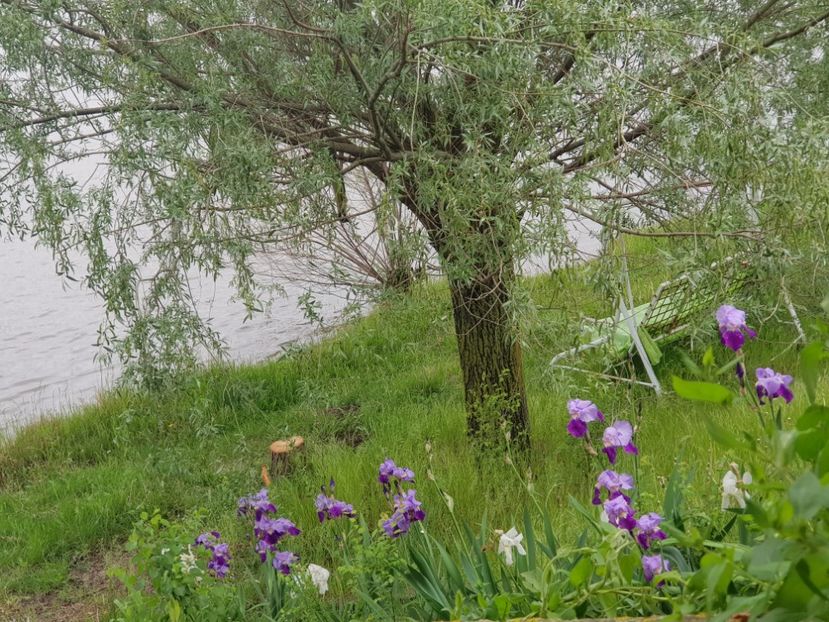  - Flori la baltă 2020