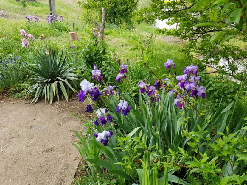  - Flori la baltă 2020