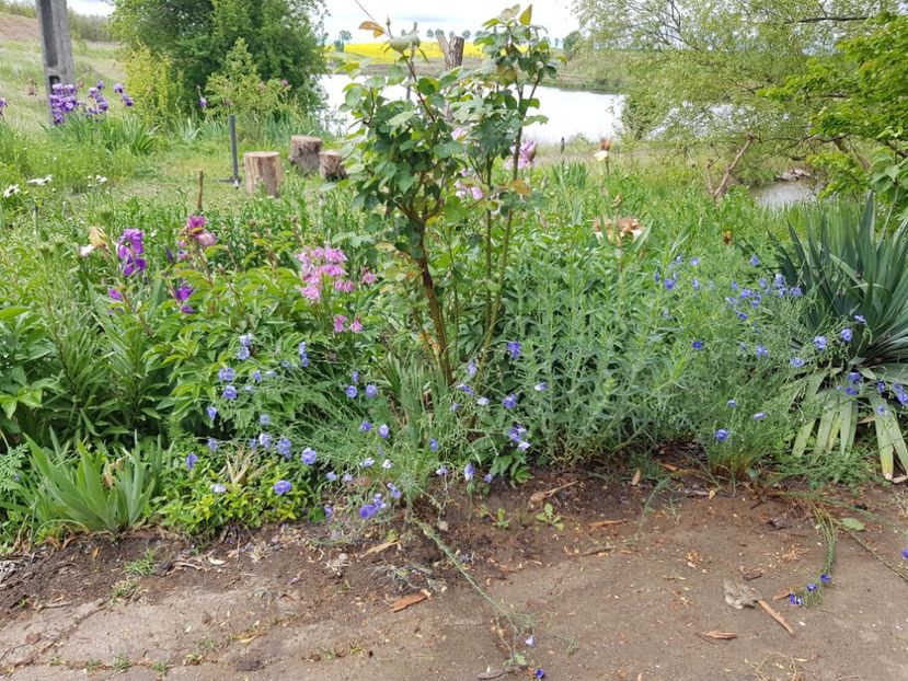  - Flori la baltă 2020