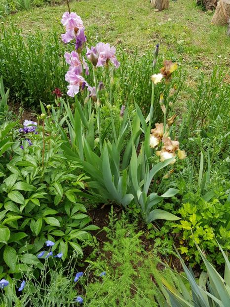  - Flori la baltă 2020