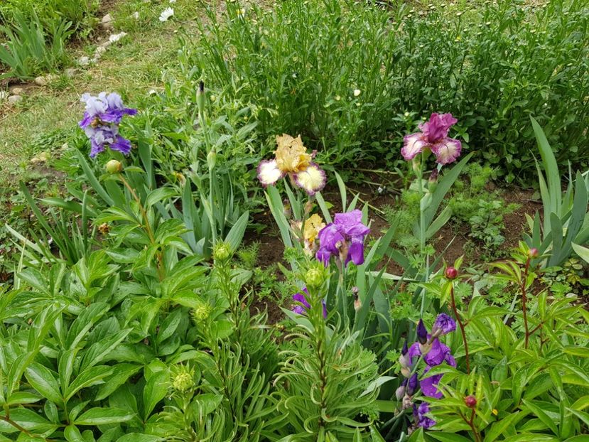  - Flori la baltă 2020