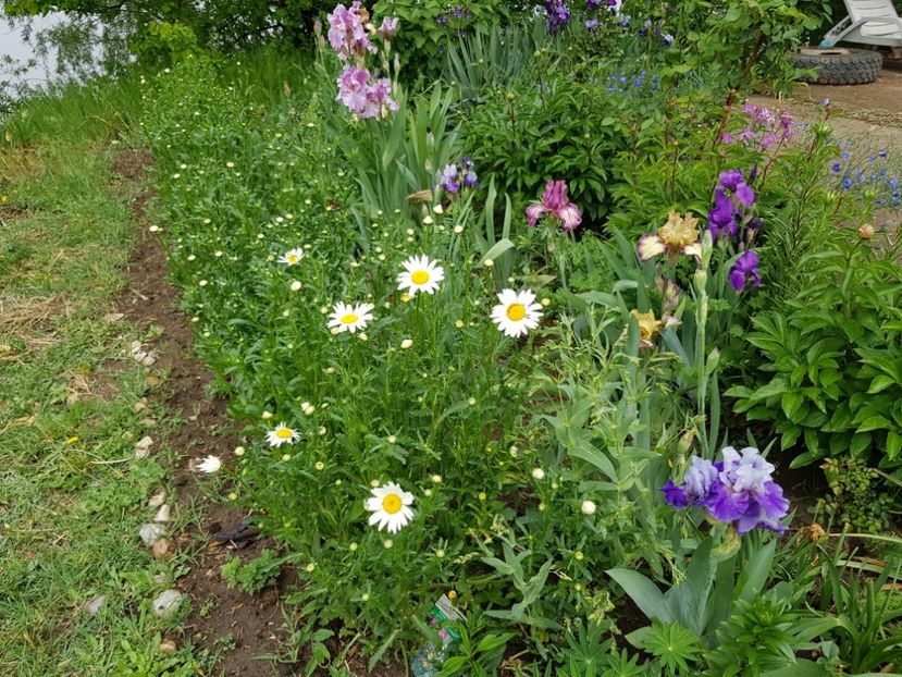  - Flori la baltă 2020