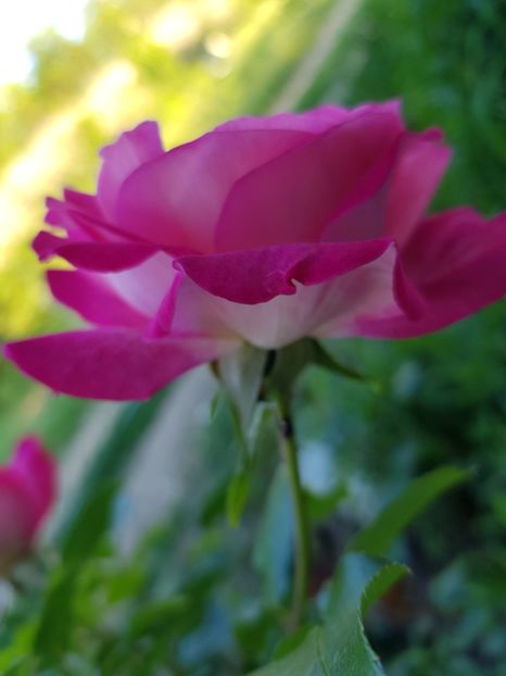  - Flori la baltă 2020