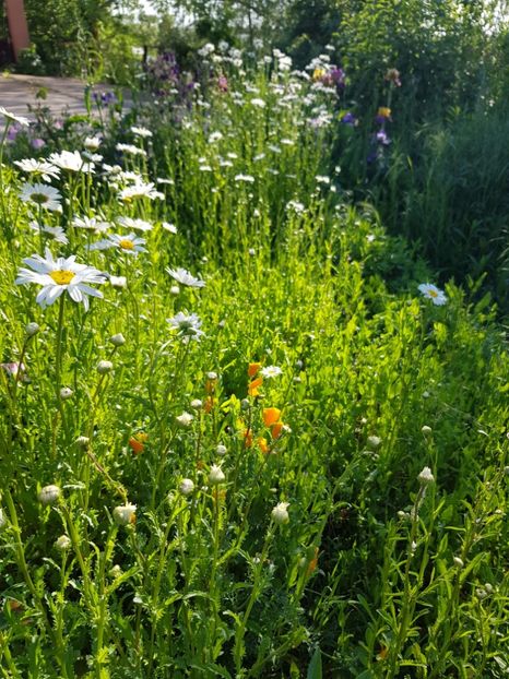  - Flori la baltă 2020