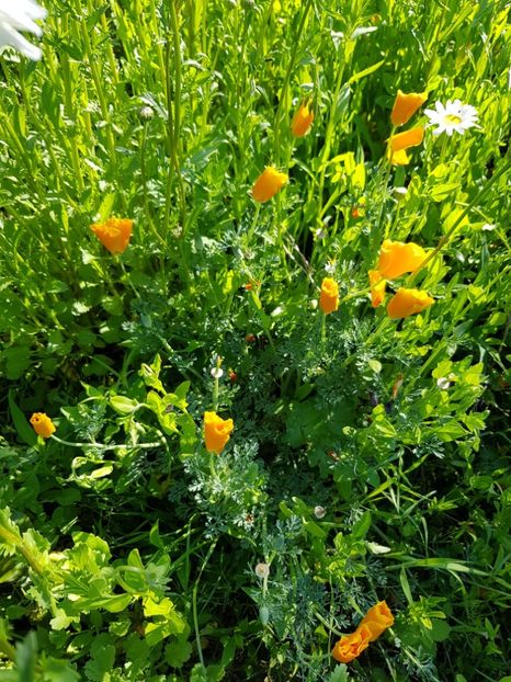  - Flori la baltă 2020