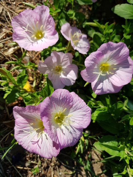  - Flori la baltă 2020