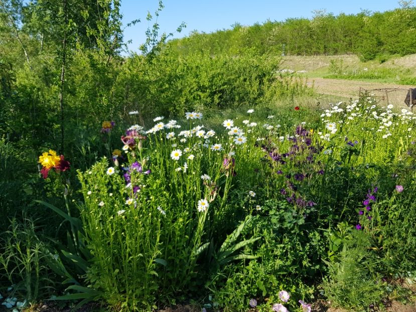  - Flori la baltă 2020