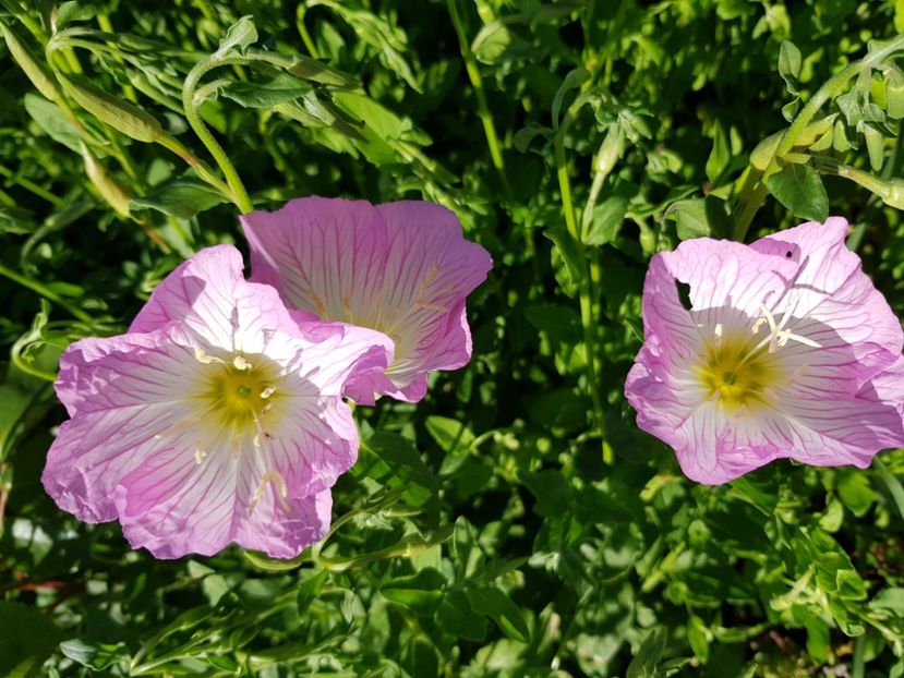  - Flori la baltă 2020