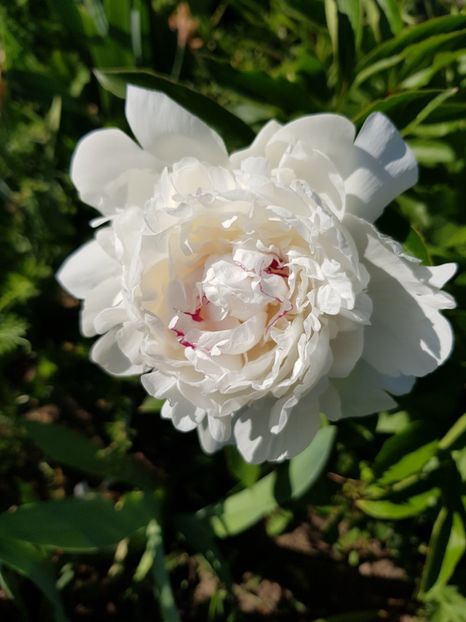  - Flori la baltă 2020