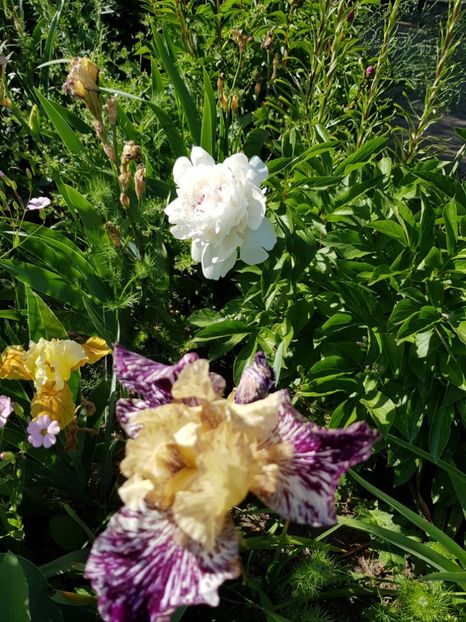  - Flori la baltă 2020